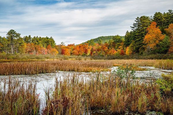 Collins, Ann 아티스트의 USA-New York-Adirondacks Bolton Landing-forest preserve marsh near Lake George작품입니다.
